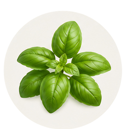 Basilic
