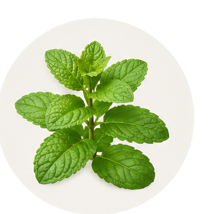 Menthe
