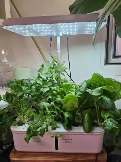 Growly avec plantes développées sous la lampe LED