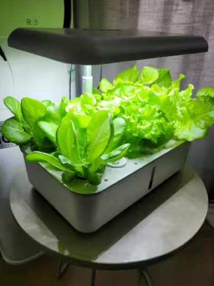 Laitues cultivées dans Growly sous éclairage LED