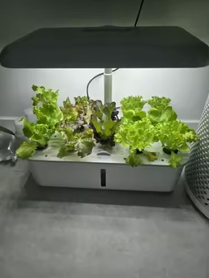 Salades cultivées dans Growly sur un plan de travail